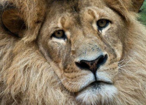 La Zambie interdit la chasse au lion et au léopard La Zambie interdit la chasse au lion et au léopard