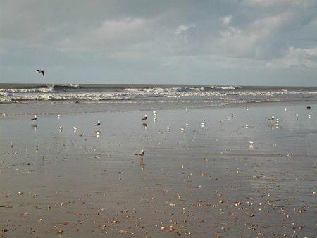 Savoir où chercher l'Océan... décembre2012 027