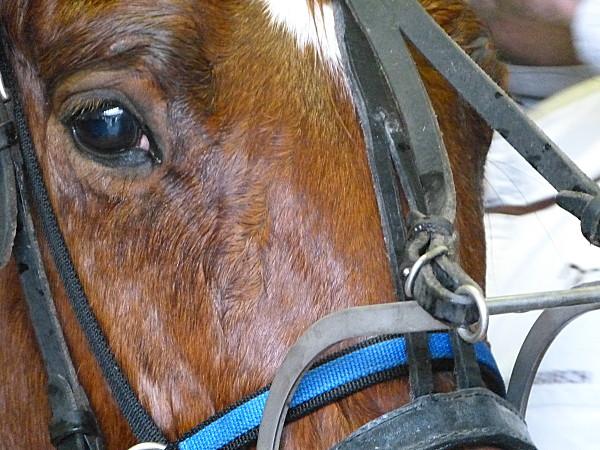 Hugo on wood et ses amis à Vincennes.......... P1200649.JPG