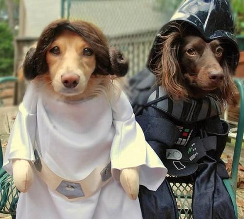 Zack Snyder sur un film Star Wars ? swdogs