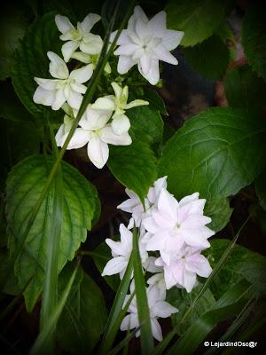 Août au jardin... Août au jardin...