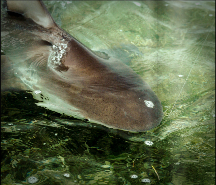 Southern Culture On the Fly #6 Southern Culture On the Fly #6