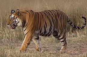 Le tigre http://upload.wikimedia.org/wikipedia/commons/thumb/2/2e/Tigerramki.jpg/290px-Tigerramki.jpg