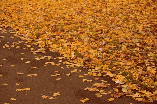 Xavier, Français Xavier, Français