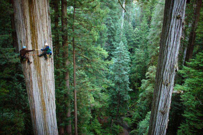 FORT, FORÊT, FOREVER - Ces deux botanistes occupés à prélever un échantillon ressemblent tout à fait à des alpinistes accrochés à une paroi. Il est vrai que le séquoia géant auquel ils s'attaquent ici, dans le Parc national de Redwood, en Californie, n'est rien de moins que l'Everest des forêts de la planète. Il peut ainsi atteindre plus de 120mètres (celui-cien fait 106), soit la hauteur d'un immeuble de 30 étages, pour plus de 10 mètres de diamètre. Mais le plus impressionnant chez ce géant des forêts reste sa longévité.La dendrochronologie, qui permet une datation précise en analysant la morphologie des anneaux de croissance des arbres, a permisde donner à l'un d'entre eux l'âge canonique de 3500 ans!