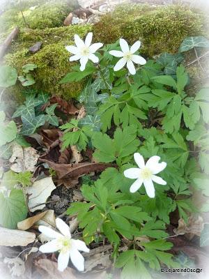 Fleurs blanches au jardin... Fleurs blanches au jardin...
