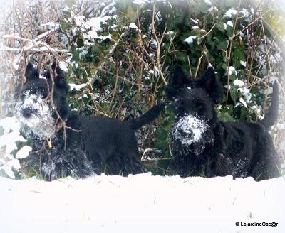 Fleurs blanches au jardin... Fleurs blanches au jardin...
