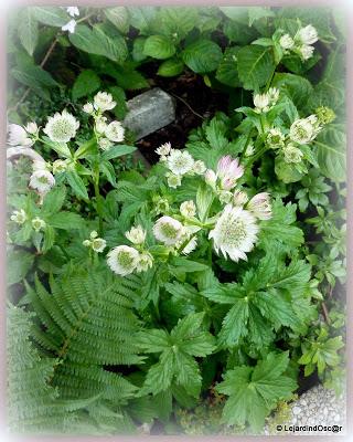 Fleurs blanches au jardin... Fleurs blanches au jardin...