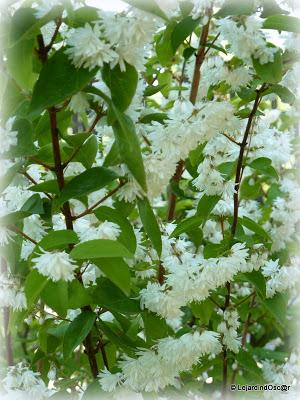 Fleurs blanches au jardin... Fleurs blanches au jardin...