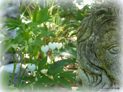 Fleurs blanches au jardin... Fleurs blanches au jardin...