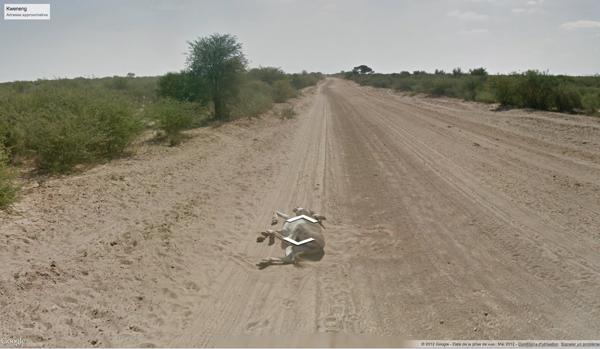 Non, Google n’a pas tué un âne au Botswana Ane Google Street View
