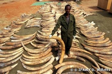 L'Afrique de l'Est, carrefour de l'ivoire illégal