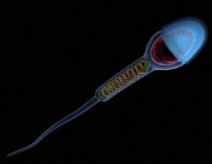 FERTILITÉ: Baisse de 38% en 10 ans de la qualité du sperme (Sud de L’Espagne) – Andrology