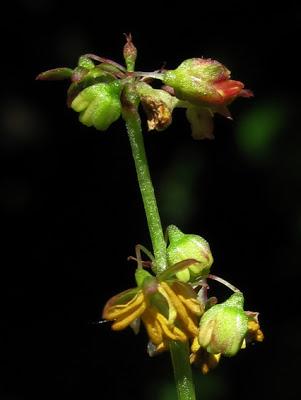 Rumex arifolius (Rumex alpestre, Rumex à feuilles d'arum)
