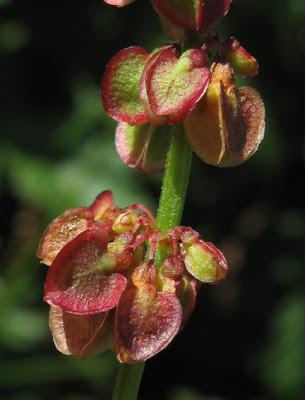 Rumex arifolius (Rumex alpestre, Rumex à feuilles d'arum)