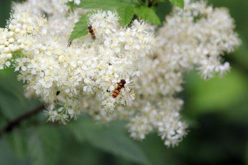 filipendula romi 30 juin 2012 029 (2).jpg