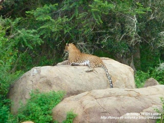 Le parc national de Yala #1 : La star du Sri Lanka !