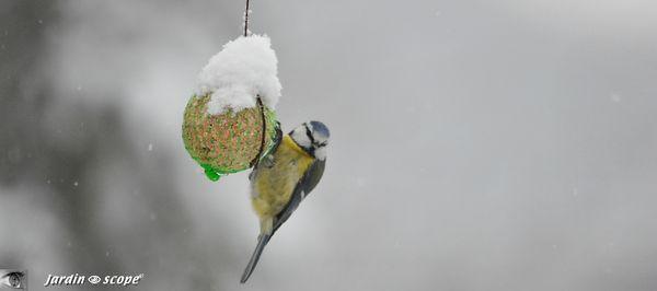 Nourrir-les-oiseaux