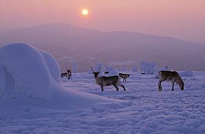 Le dernier lapon d’Olivier TRUC rennes.jpg