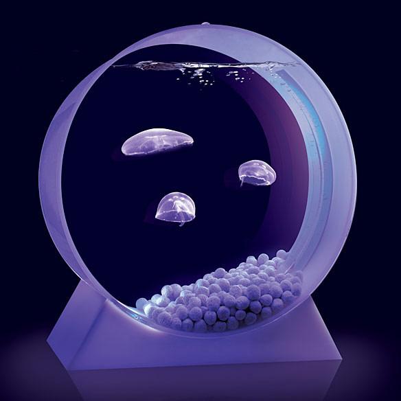 Un aquarium pour méduse