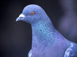 Photo-Pigeon Taxe sur les plus-values de cession : une injustice criminelle
