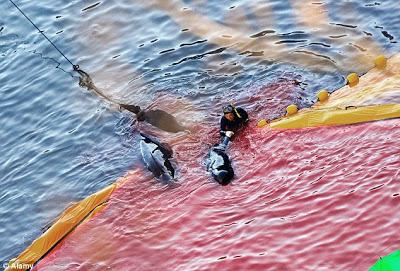 Les premiers massacres de dauphins Les premiers massacres de dauphins