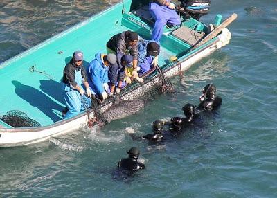 Les premiers massacres de dauphins Les premiers massacres de dauphins