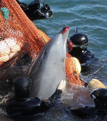 Les premiers massacres de dauphins Les premiers massacres de dauphins