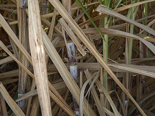 départ pour la coupe de canne à sucre en Guadeloupe 2013 DSCN5321