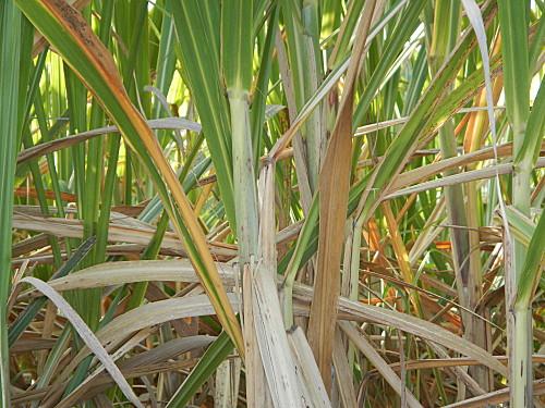 départ pour la coupe de canne à sucre en Guadeloupe 2013 DSCN5320