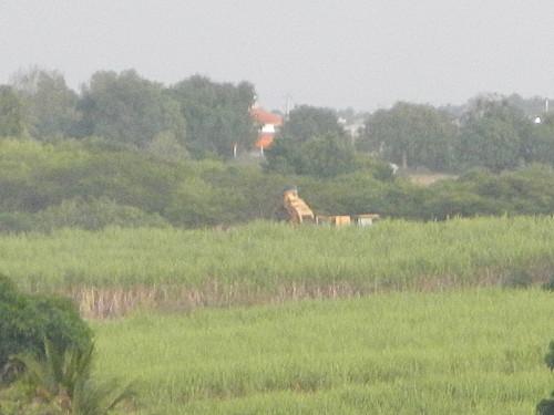 départ pour la coupe de canne à sucre en Guadeloupe 2013 DSCN5279