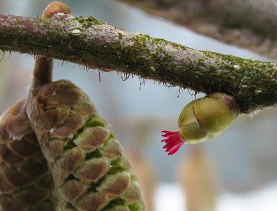 Les fleurs du noisetier (Corylus avellana)