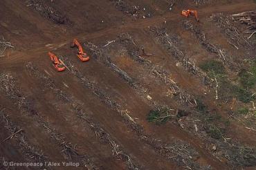 Greenpeace appelle à la mobilisation contre la déforestation au Cameroun La pépinière de palmiers à huile d'Hérakles au...