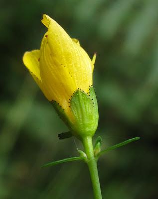 Un élégant Millepertuis (Hypericum pulchrum)