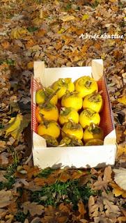 Une barquette au kaki qui pourrait être le 51 ème Best chez Hachette Une barquette au kaki qui pourrait être le 51 ème Best chez Hachette