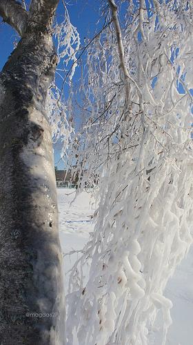 Déambulations sibériennes anteketborka.blogspot.com, hiver13_4