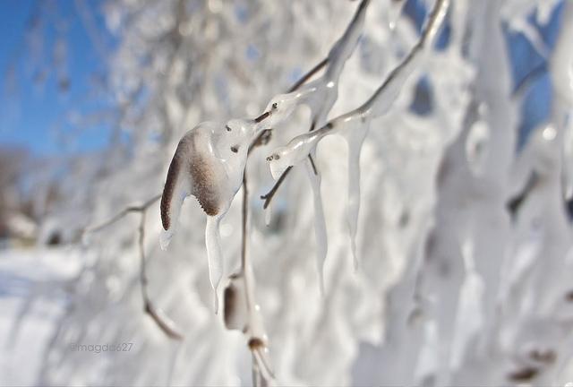 Déambulations sibériennes anteketborka.blogspot.com, hiver13_5