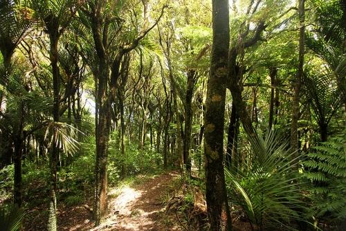 Waitakere Ranges, la côte sauvage dAuckland nouvelle zelande ile nord a la une 