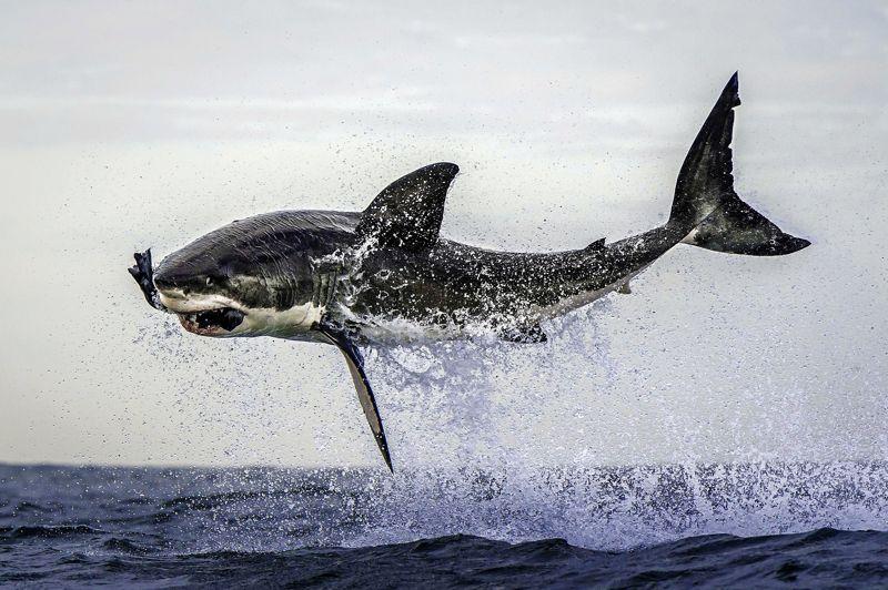 Tel est pris... Lancé comme une torpille, ce grand requin blanc a littéralement déchiré la surface de la mer pour gober ce qu'il croyait être un jeune phoque... mais qui n'était qu'un leurre, utilisé par le photographe Dana Allen pour réaliser ce cliché, près de la ville du Cap, en Afrique du Sud. Image d'Épinal du requin mangeur d'homme, le Grand Blanc apparaît ici dans sa réalité la plus brutale. Prédateur absolu, il traîne derrière lui la plus épouvantable réputation. Pourtant, la plupart des attaques sur l'homme qui lui sont attribuées ne sont pas réellement intentionnelles. S'il s'en prend parfois aux surfeurs, c'est uniquement en raison de leur ressemblance, vu des profondeurs et à travers les yeux de ce grand poisson cartilagineux, avec un phoque, son plat préféré...