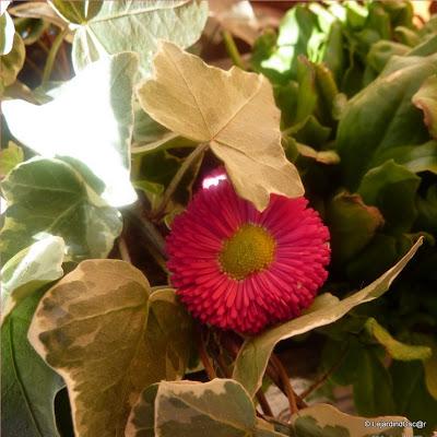 Du rose au printemps... Du rose au printemps...