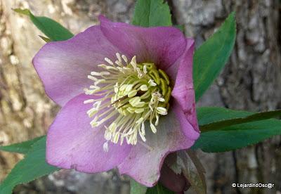 Du rose au printemps... Du rose au printemps...