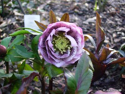 Du rose au printemps... Du rose au printemps...