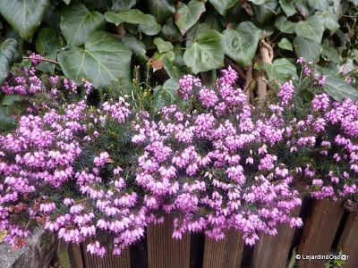 Du rose au printemps... Du rose au printemps...