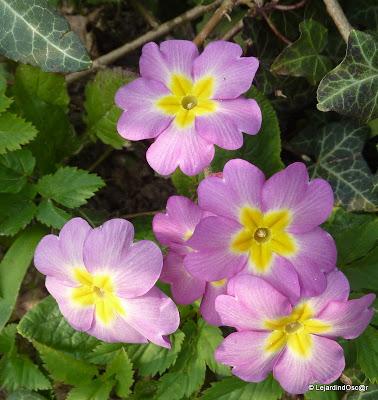 Du rose au printemps... Du rose au printemps...