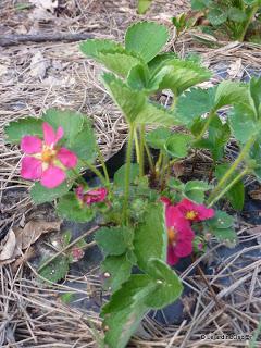 Du rose au printemps... Du rose au printemps...
