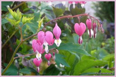 Du rose au printemps... Du rose au printemps...
