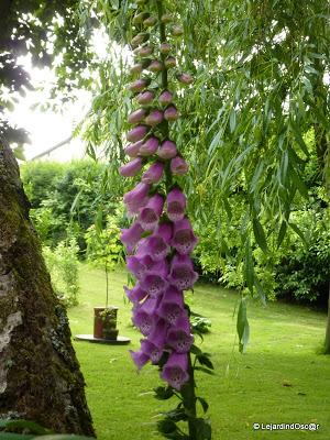 Du rose au printemps... Du rose au printemps...