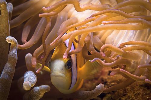 LES AMIS DANS LE NOUVEAU MONDE – les premiers pas 12 poisson-et-anemones.jpg