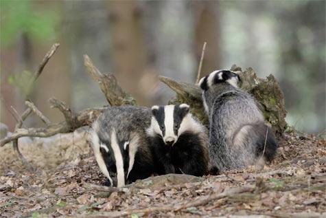 Le blaireau, bouc émissaire Le blaireau, bouc émissaire