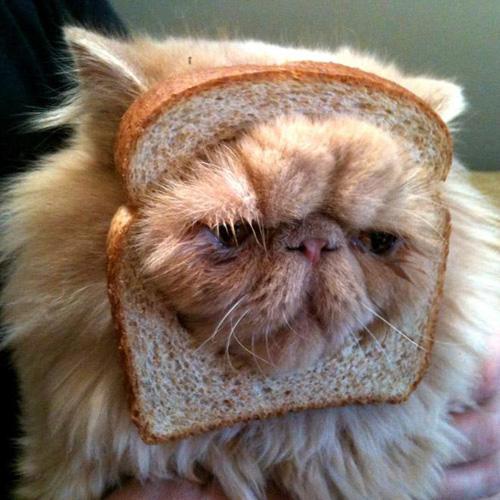 Un chat victime de breading